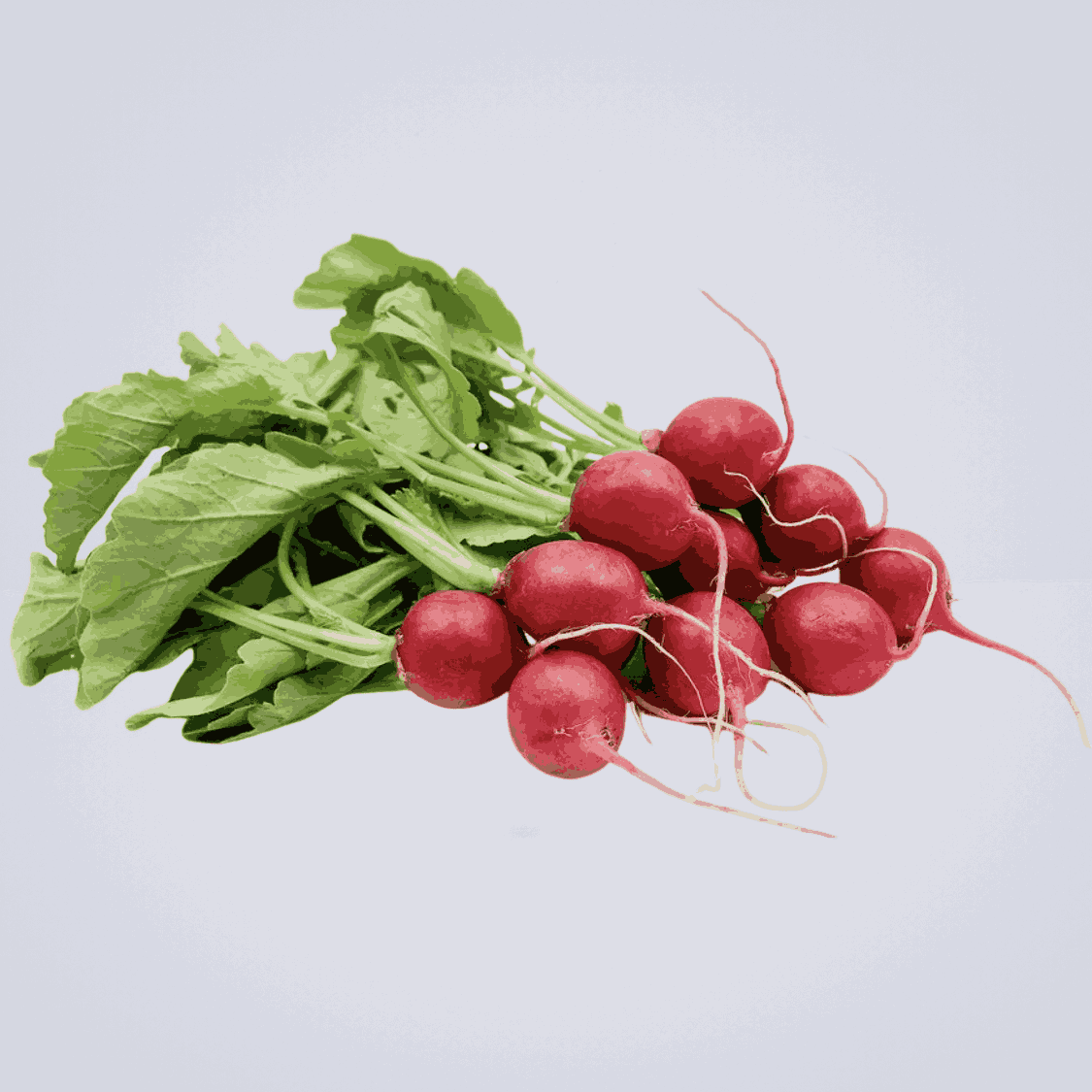 Red Radish