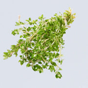 Herb – Lemon Thyme