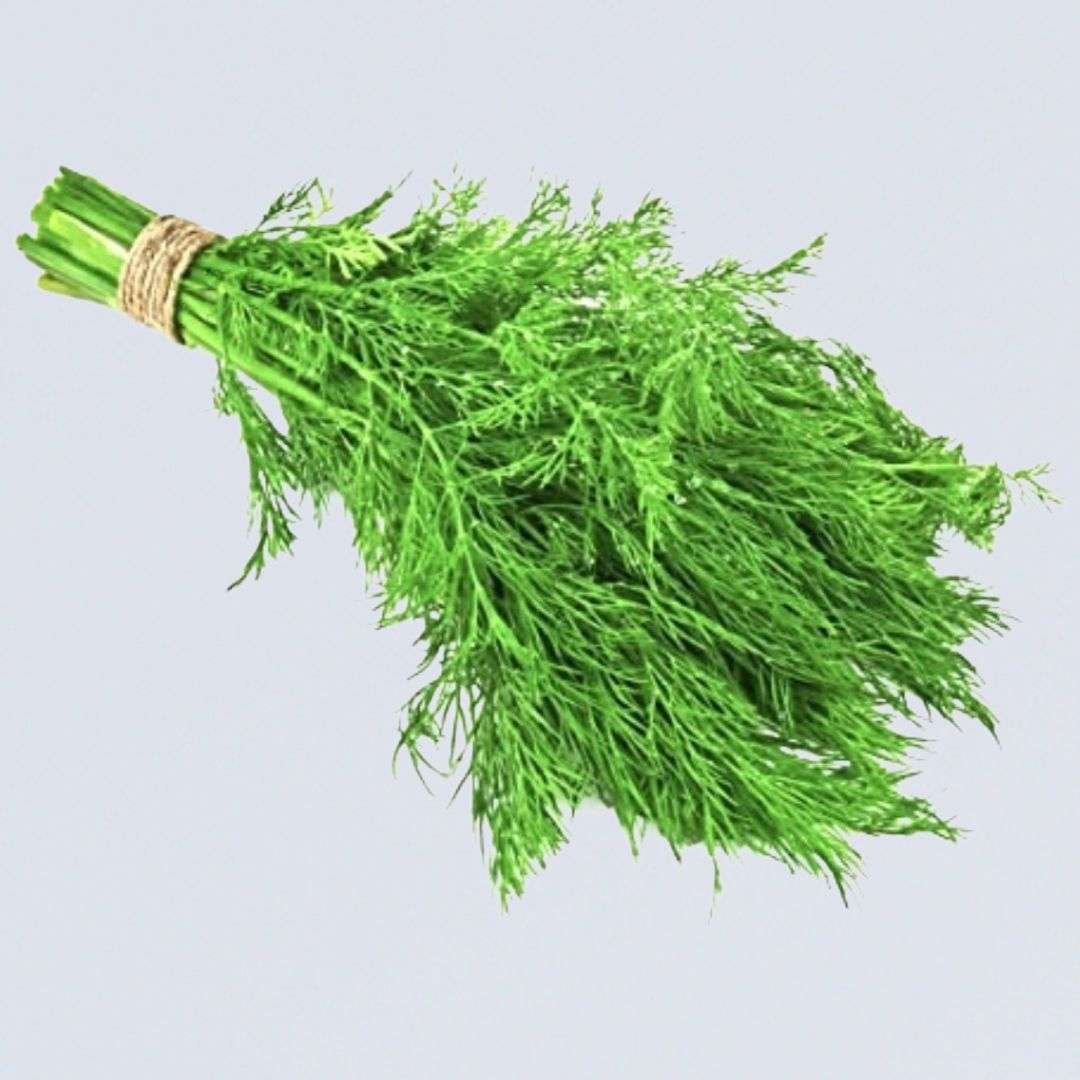 Herb – Dill
