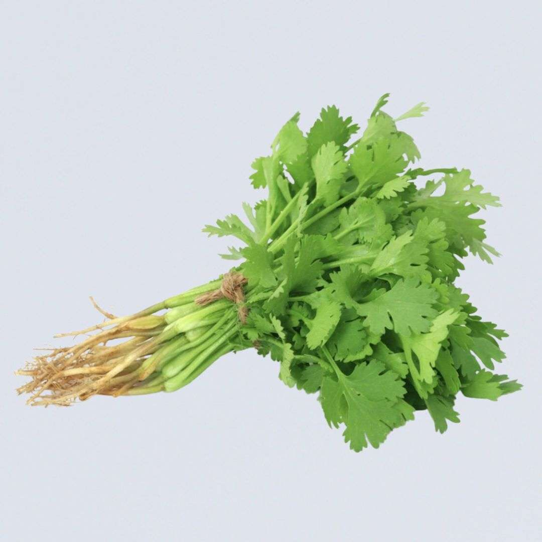 Herb – Coriander