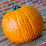 Jack O Lanterns Pumpkin Fresh - Each